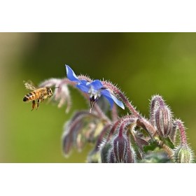 Graines de Bourrache officinale 2