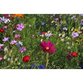 Graines de Mélange écologique de fleurs mellifères