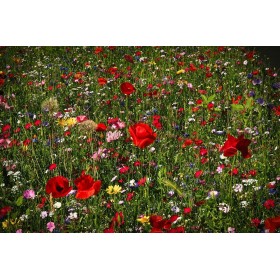 Graines de Mélange écologique de fleurs mellifères 2