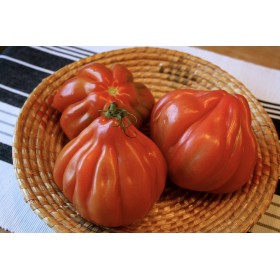 Graines de Tomate Cœur de bœuf d'Albenga 2