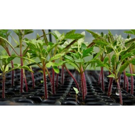 Graines de Tomate Cœur de bœuf 2