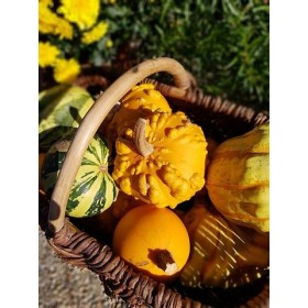 Graines de coloquinte à petits fruits 2