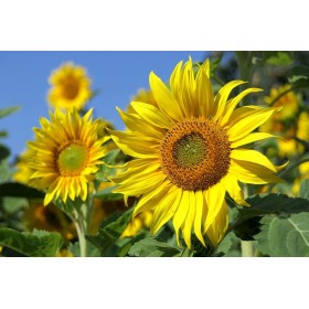 Graines de Tournesol, Soleil Géant Uniflorus Giganteus