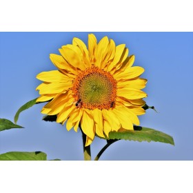 Graines de Tournesol, Soleil Géant Uniflorus Giganteus 2