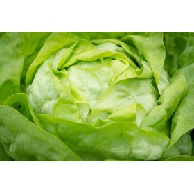 Graines de Laitue de Printemps Gotte jaune d'or 2