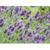 Graines de Lavande officinale