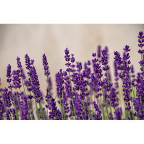 Graines de Lavande officinale 2