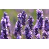 Graines de Lavande officinale