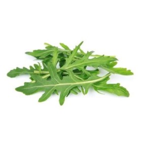 Graines de Roquette cultivée