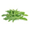 Graines de Roquette cultivée