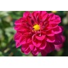 Graines de Dahlia Unwin 1/2 nain varié