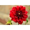 Graines de Dahlia Unwin 1/2 nain varié