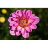 Graines de Dahlia Unwin 1/2 nain varié
