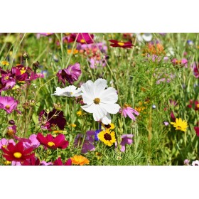 Graines de Mélange de fleurs pour bouquets et massifs