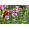 Graines de Mélange de fleurs pour bouquets et massifs