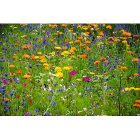 Graines pour jachères fleuries à floraison précoce