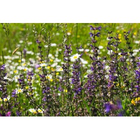 Graines pour jachères fleuries à floraison précoce 2