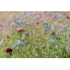 Graines pour jachères fleuries à floraison précoce