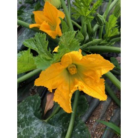 Graines de Courgette hybride diamant