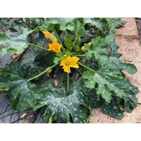 Graines de Courgette hybride diamant 2