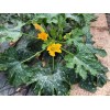 Graines de Courgette hybride diamant