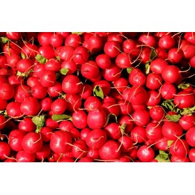 Graines de Radis à forcer rond écarlate 2