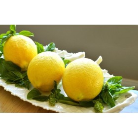 Graines de Basilic Citron