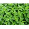 Graines de Menthe Verte vraie