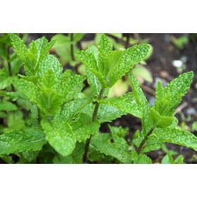 Graines de Menthe Verte vraie 2