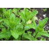 Graines de Menthe Verte vraie