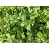 Graines de Menthe Verte vraie