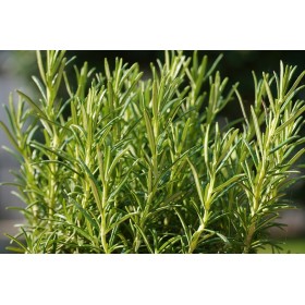 Graines de Romarin officinal 2
