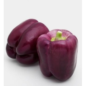 Graines de poivron violet purple bell