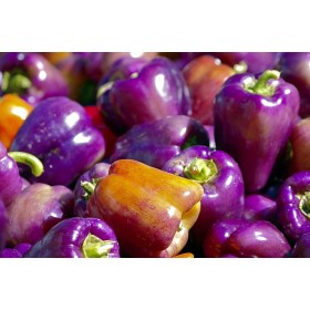 Graines de poivron violet purple bell 2