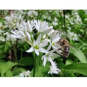 Graines Ail des Ours