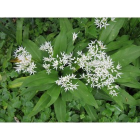 Graines Ail des Ours 2