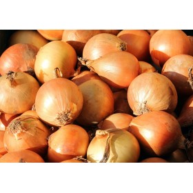 Graines d'Oignon Jaune Paille des Vertus 2