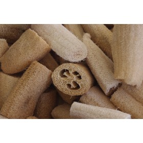 Graines Courges éponges, luffa cylindrica