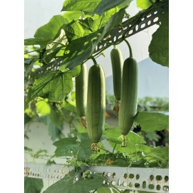 Graines Courges éponges, luffa cylindrica 2