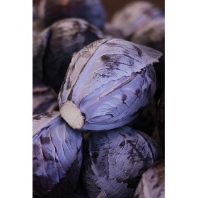 Chou rouge Tête noire 