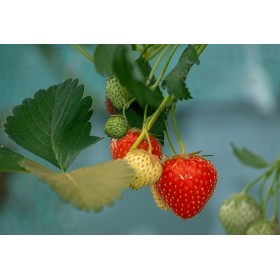 Fraisier des 4 saisons  2