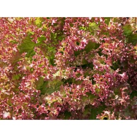 Laitue à couper Lollo Rossa 