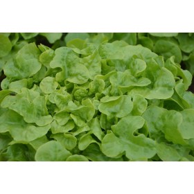 Laitue à couper Salad Bowl blonde 