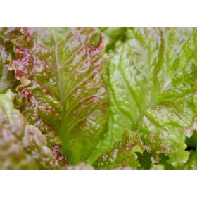 Laitue Batavia blonde à bord rouge 