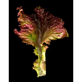 Laitue Batavia rouge Grenobloise  2