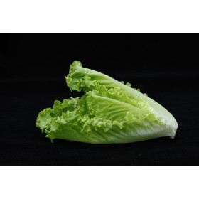 Laitue Romaine blonde maraîchère 