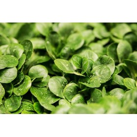 Mâche verte de Cambrai 