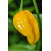 Piment Poivron petit marseillais 