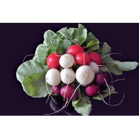 Radis ronds en mélange (rouges, violets, jaunes, blancs) 