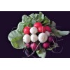 Radis ronds en mélange (rouges, violets, jaunes, blancs) 
